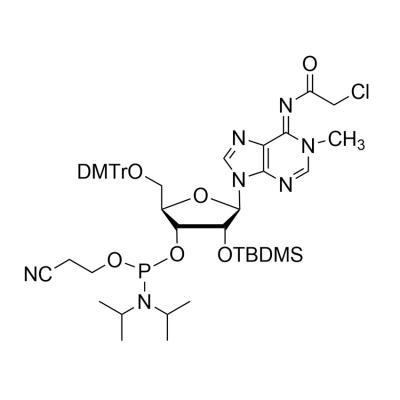 CAS    434329-10-9      N6-Chloroacetyl-5’-O-DMT -N1-methyl-2’-O-TBDMS-adenosine 3’-CED phosphoramidite